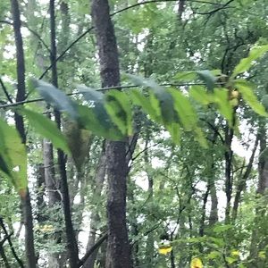 Meet your Posher, Scout